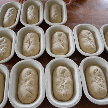 Shaping lots of Loaves….