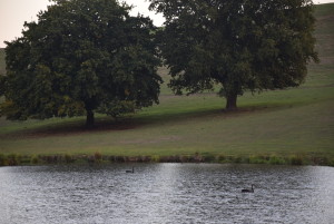 Oak and Swans