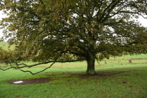 Oak tree at Oak and Swan