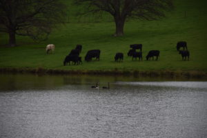 swans and cygnet